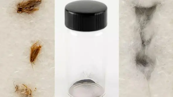 عجیب ترین حراج از معده سوسک