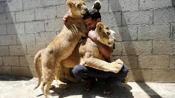 توله شیرها حیوانات خانگی این مرد هستند + عکس