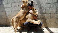 توله شیرها حیوانات خانگی این مرد هستند + عکس