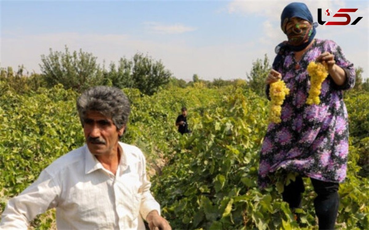 افزایش ۲۵ درصدی مستمری صندوق بیمه روستایی هرمزگان