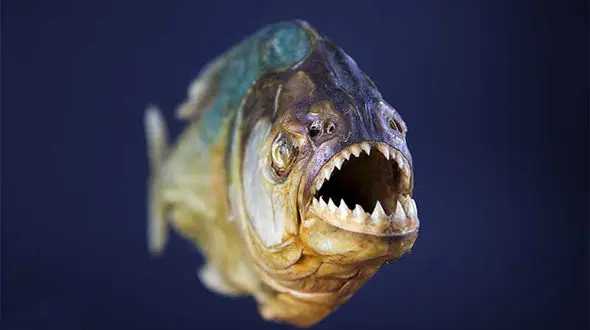 ژنرال کره شمالی غذای ماهی های گوشتخوار شد / اقدام هولناک کیم جونگ اون