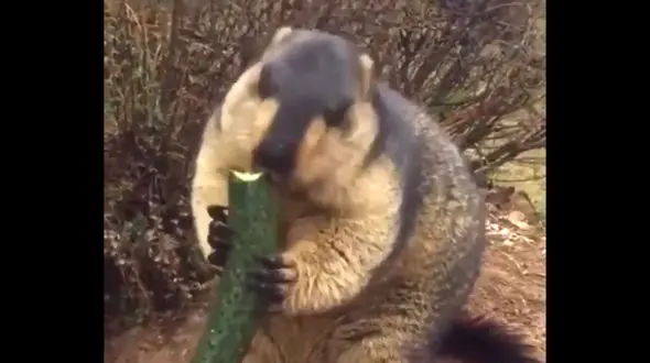 سموری که خیار می خورد + فیلم