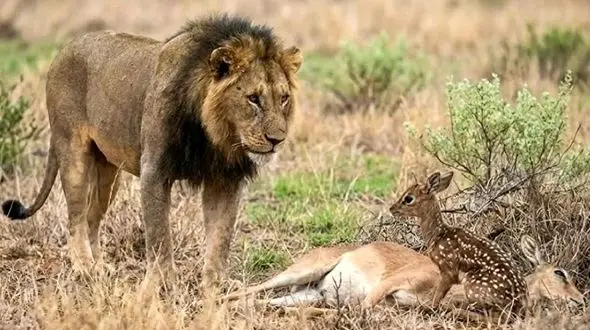 مستند حیات وحش؛ بچه آهوی یک روزه که شیر نه تنها نخوردش به فرزندی هم پذیرفتش