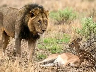 مستند حیات وحش؛ بچه آهوی یک روزه که شیر نه تنها نخوردش به فرزندی هم پذیرفتش