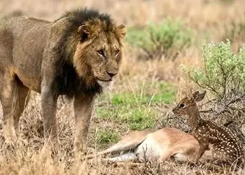 مستند حیات وحش؛ بچه آهوی یک روزه که شیر نه تنها نخوردش به فرزندی هم پذیرفتش