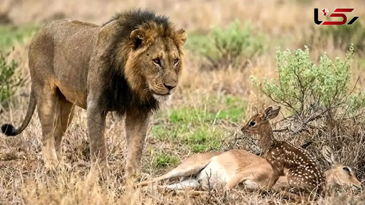 مستند حیات وحش؛ بچه آهوی یک روزه که شیر نه تنها نخوردش به فرزندی هم پذیرفتش