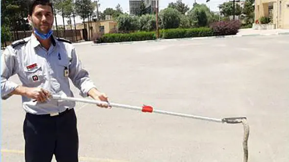 مارافعی شاخدار در ماشین مرد یزدی + عکس 