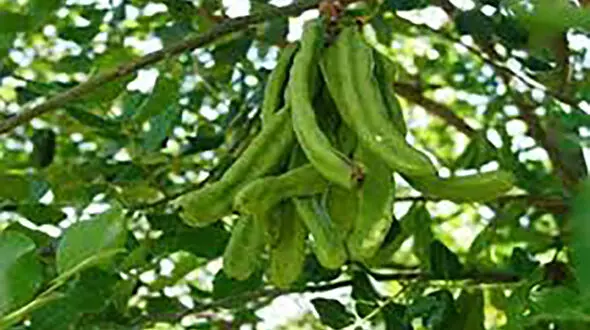 درمان گیاهی یبوست و نقرس 