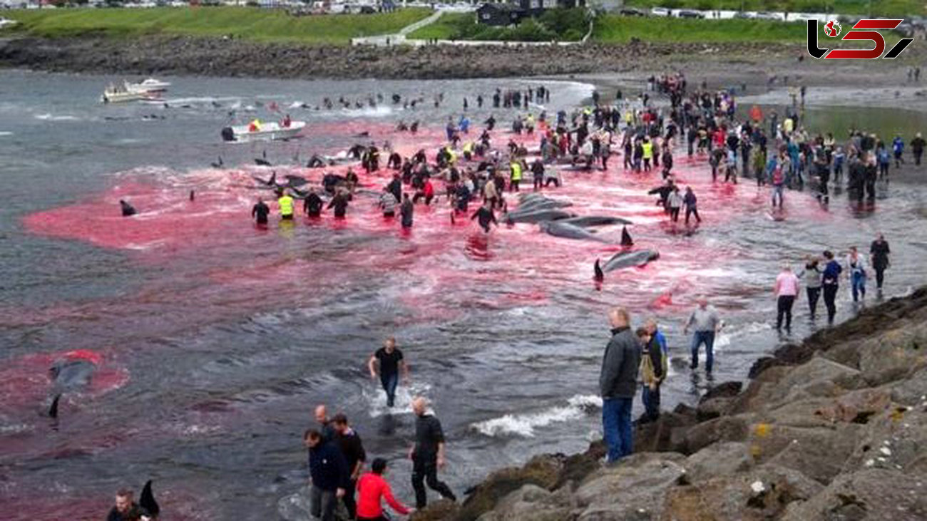 صدور مجوز کشتار بیش از ۲۰۰۰ نهنگ در ایسلند تا ۵ سال آینده