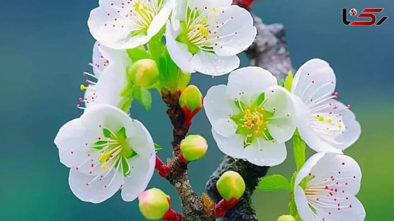 فال و طالع بینی روزانه 2 اسفند + فیلم