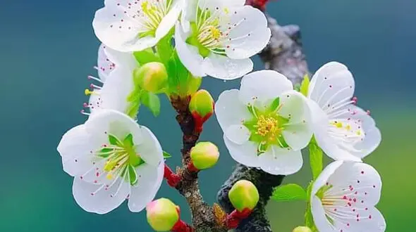 فال و طالع بینی روزانه 2 اسفند + فیلم