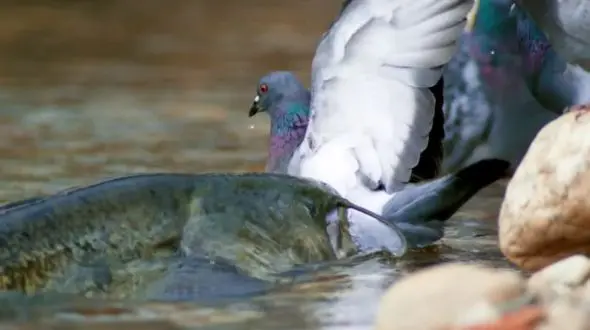 این ماهی عجیب و غریب، کبوتر‌های شهر را شکار می‌کند!  + فیلم شگفت انگیز