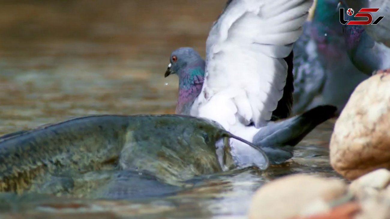 این ماهی عجیب و غریب، کبوتر‌های شهر را شکار می‌کند!  + فیلم شگفت انگیز