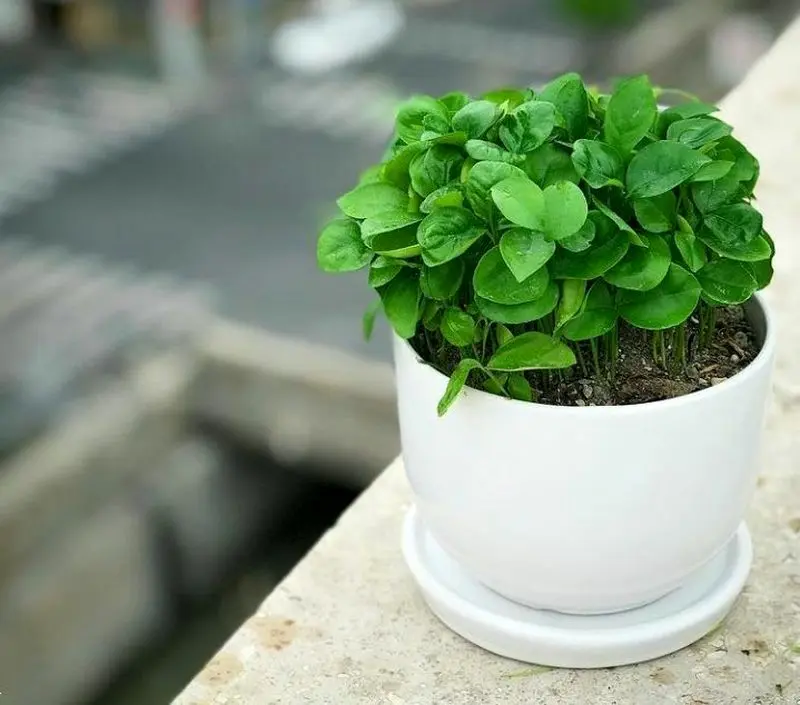 مدل سبزه عید ۱۴۰۵ | بهترین ایده های خلاقانه ساده و جذاب مدل سبزه عید ۱۴۰۵ مخصوص عروس هایی که میخوان سفره هفت سین شیکی داشته باشن!