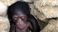 تشکیل پرونده برای شامپانزه ۳ ساله در دادگاه