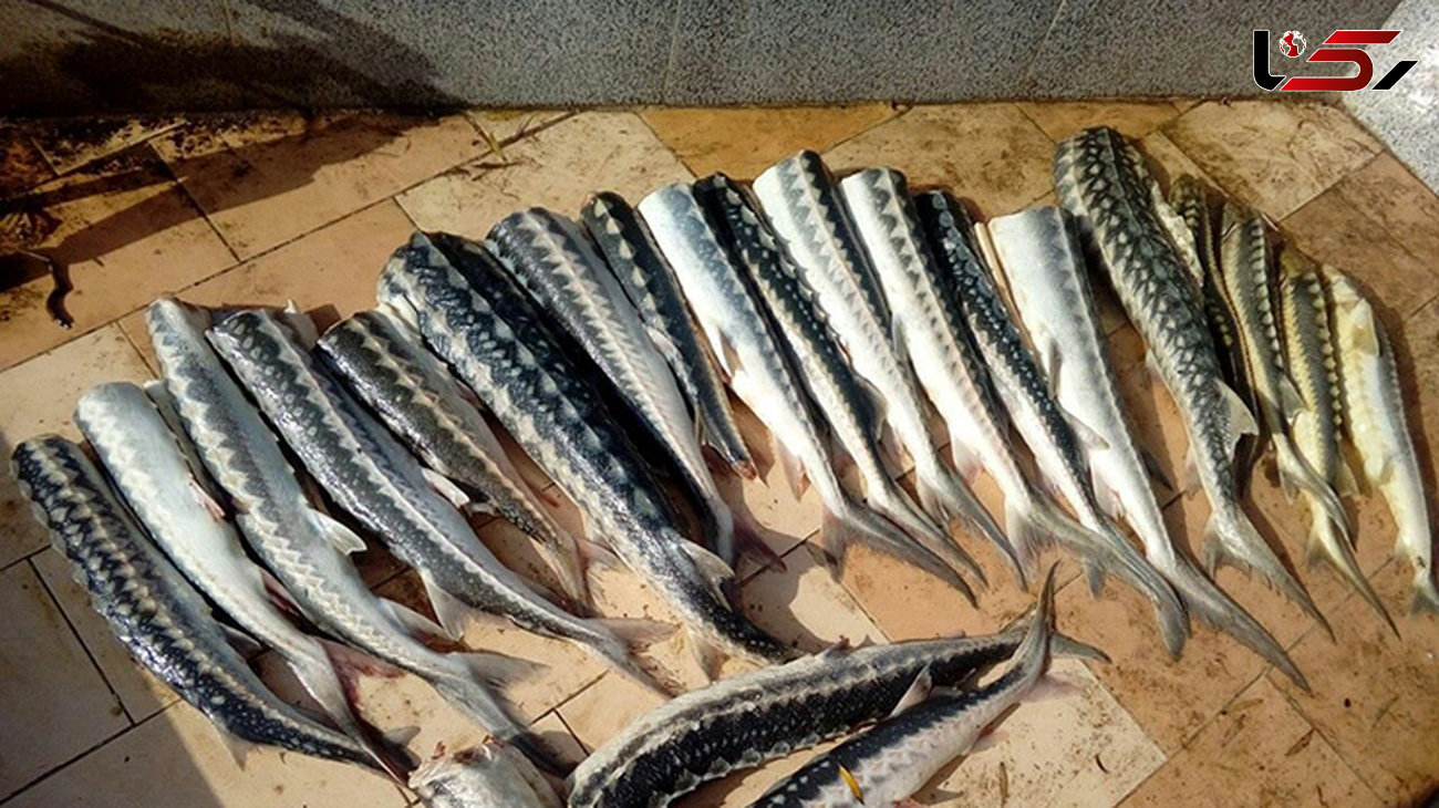  کشف محموله قاچاق ماهی خاویاری در غرب گلستان