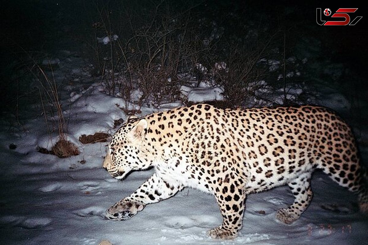 مشاهده ۴ پلنگ در  مهدی شهر سمنان 