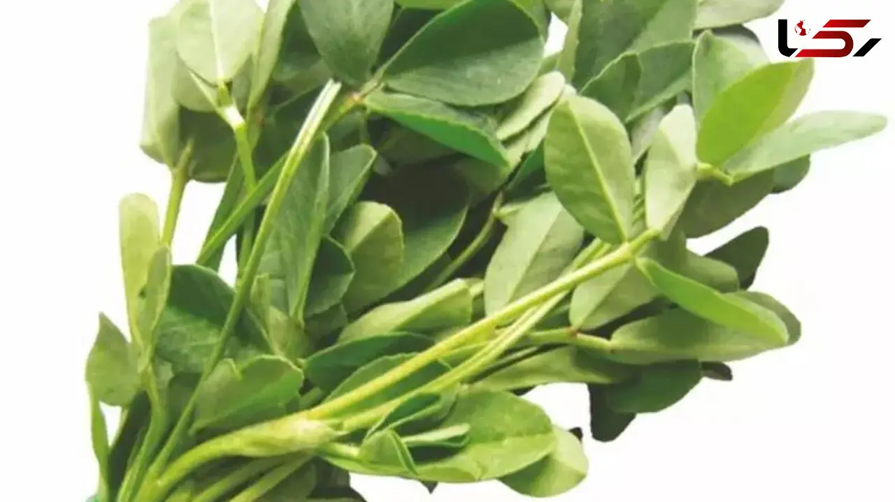 خواص و مضرات شنبلیله