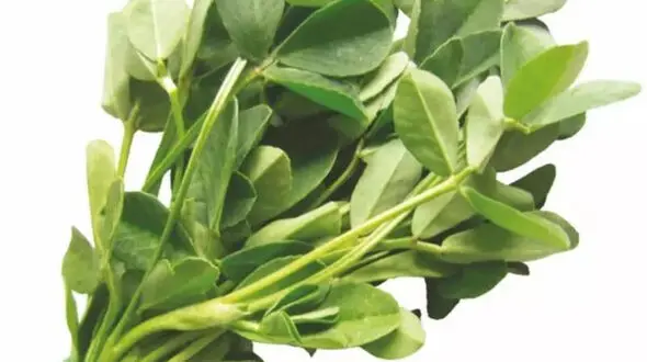 خواص و مضرات شنبلیله
