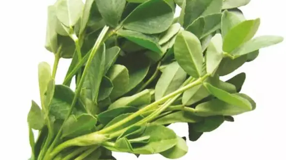 خواص و مضرات شنبلیله