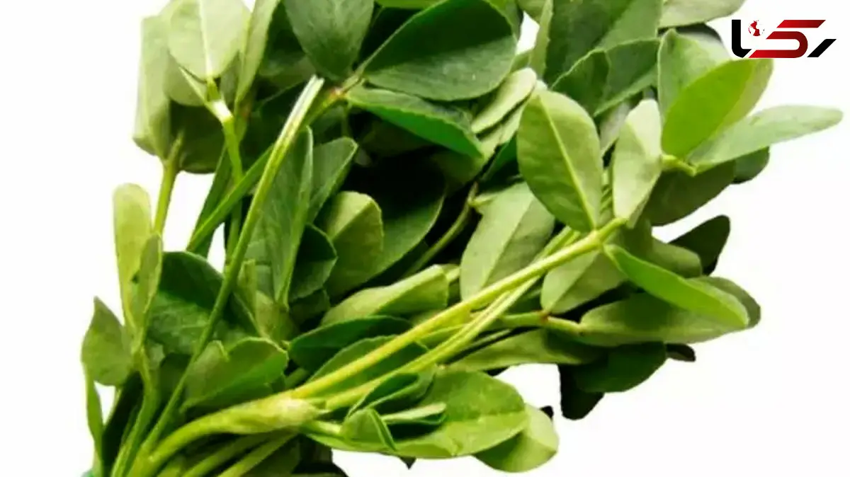 خواص و مضرات شنبلیله