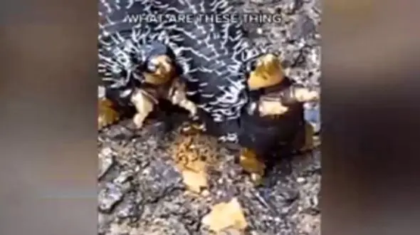 فیلم وحشت کاربران از موجودی عجیب‌الخلقه و چندش‌آور 