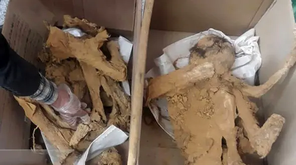 تصاویر کشف جسد کودکان 3 هزار ساله‌در قزوین / یکی از کودکان ثروتمند بود