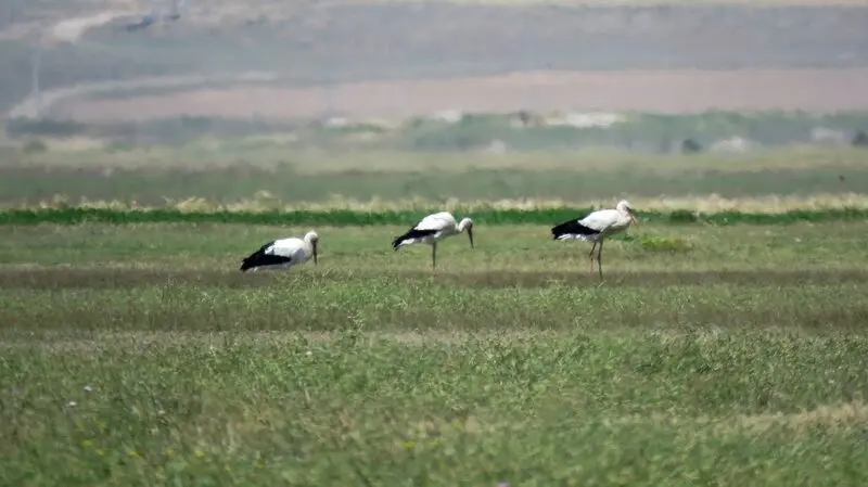 تالاب پته خور 