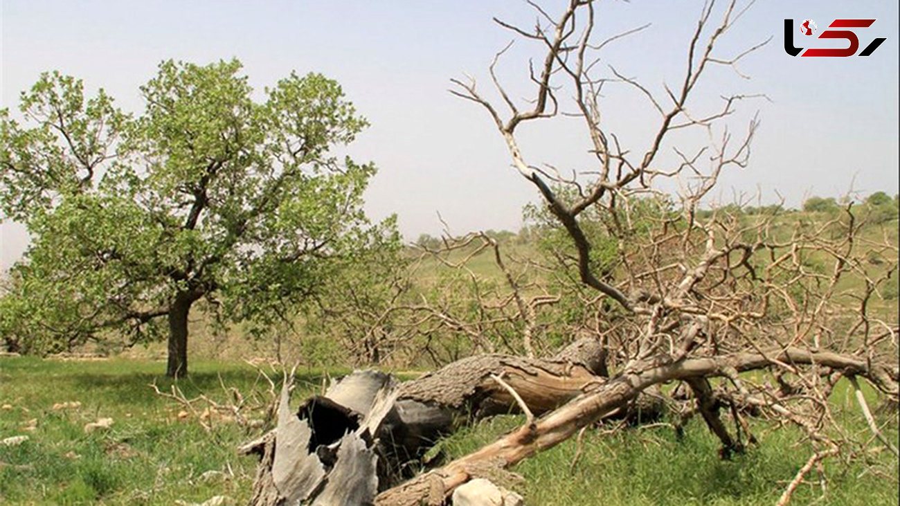 درختان بلوط همچنان در خطر زوال و خشکیدگی در چهارمحال و بختیاری