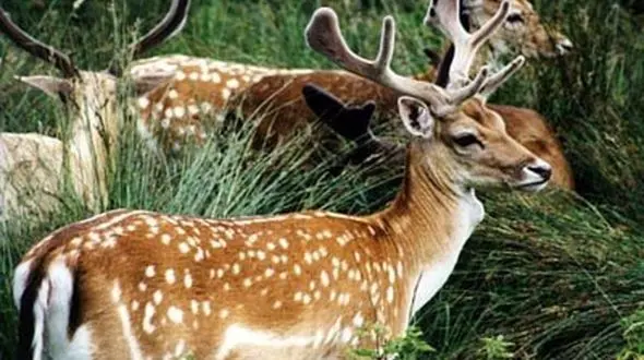  گوزن‌های سیل‌زده خوزستان هنوز زنده اند!