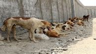 جمعیت "سگ های ولگرد" در ایران از مرز ۲ میلیون گذشت! / غذارسانی عامل اصلی ازدیاد این سگ‌ ها
