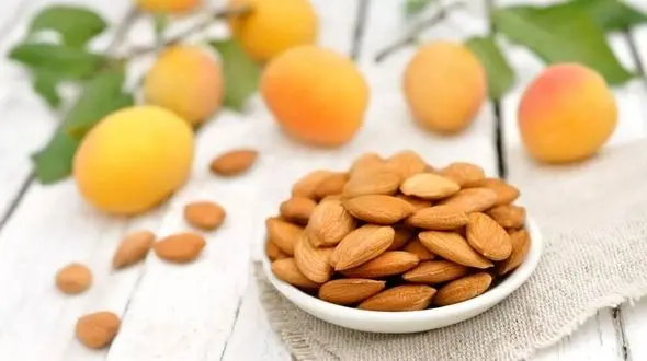 خواص دارویی هسته زرد آلو