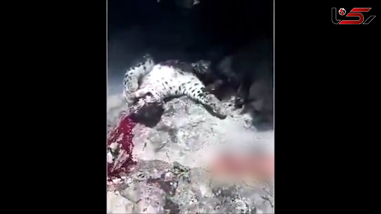 محکومیت عاملان آتش زدن پلنگ وحشی در سردشت  + فیلم فاش کننده