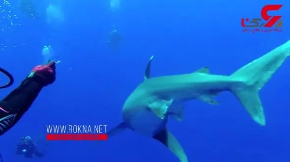 این خانم غواص چطور از حمله کوسه گریخت ؟!+ تصاویر هیجان انگیز