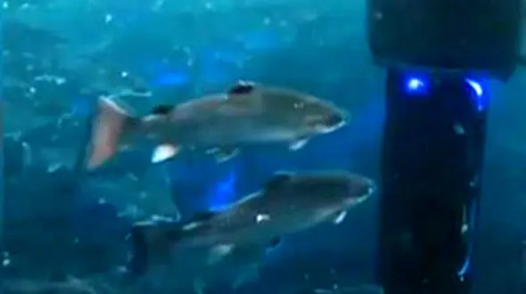 اختراع جالب مخترع نروژی برای از بین بردن شپش ها + فیلم