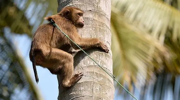 دستگیری 6 نفر در به خاطر کباب کردن میمون و خوردن آن