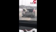 هیچ وقت یک سگ را در صندوق عقب خودروی خود نگذارید!+فیلم
