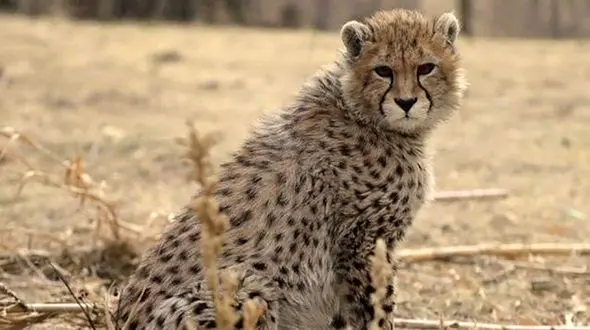 مشاهده ۲ قلاده یوزپلنگ در منطقه میاندشت جاجرم