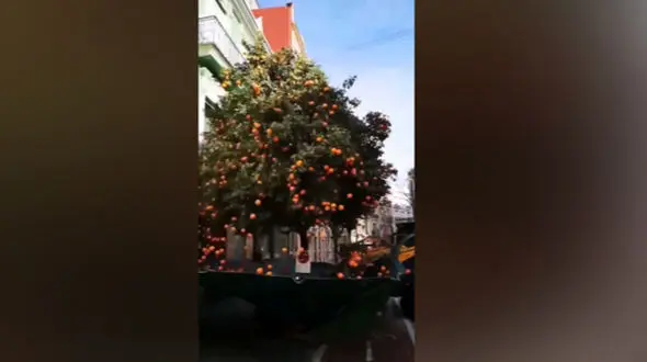 برداشت مرکبات با ماشین هوشمند + فیلم