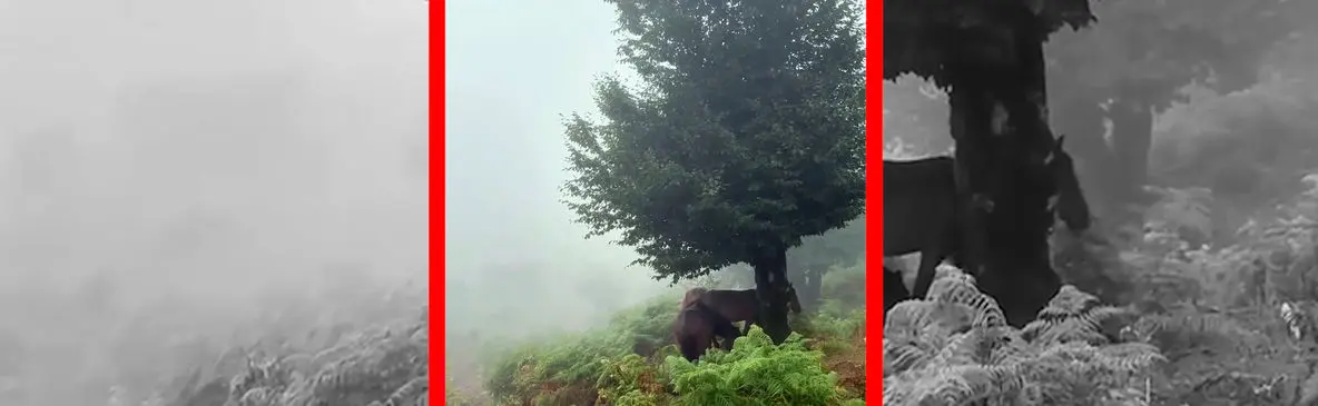 فیلم پناه گرفتن اسب‌ها زیر درخت در گیلان