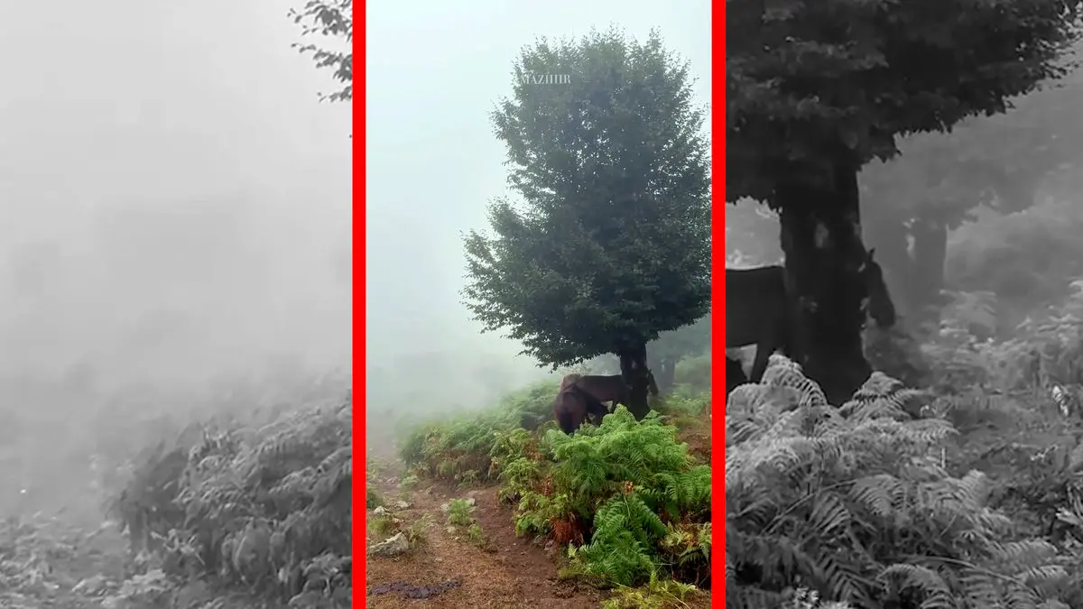 فیلم پناه گرفتن اسب‌ها زیر درخت در گیلان