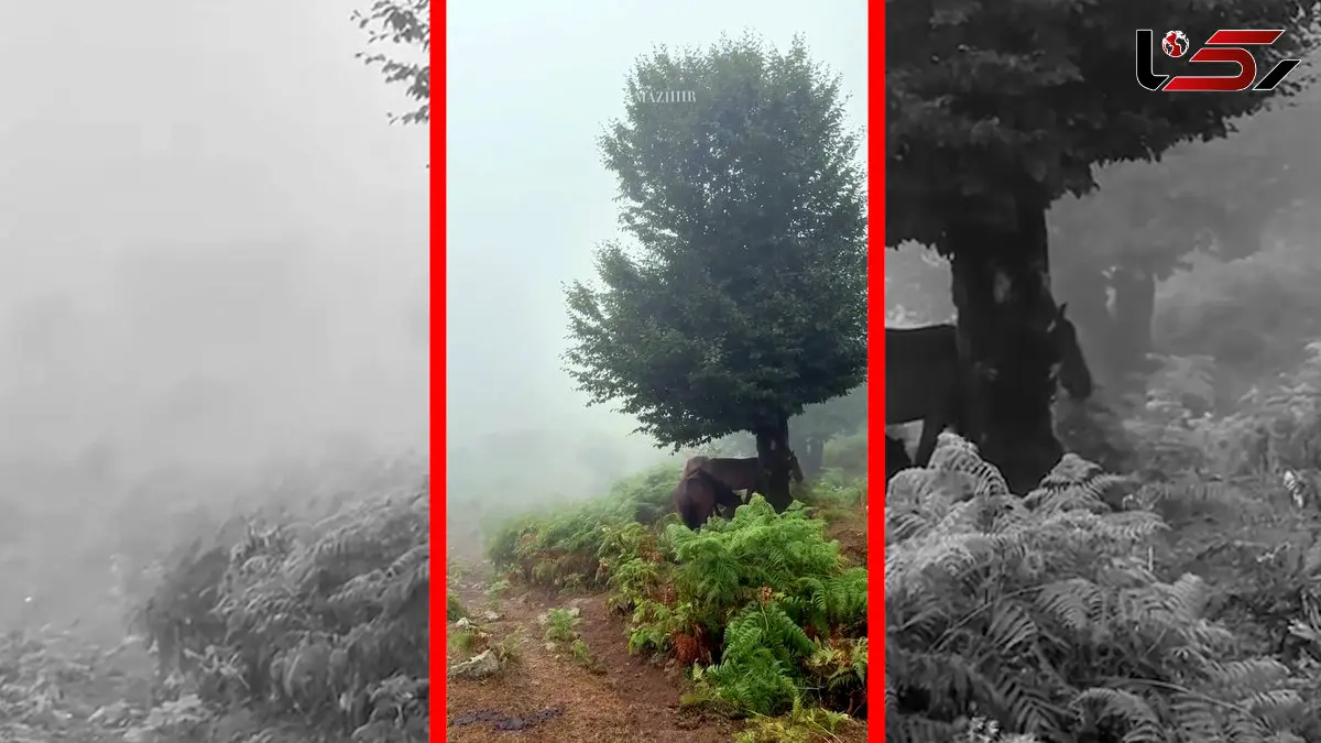 فیلم پناه گرفتن اسب‌ها زیر درخت در گیلان