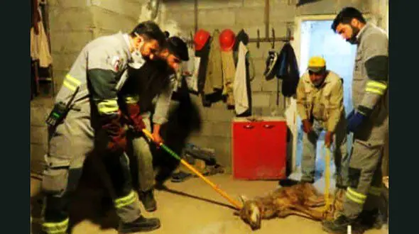 گرگ زخمی به خانواده لواسانی پناه برد! / وحشت همراه با انسانیت + عکس