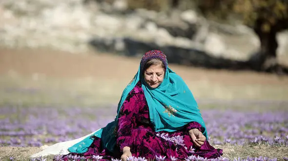 دومین جشنواره شکرانه برداشت زعفران در خوزستان برگزار شد