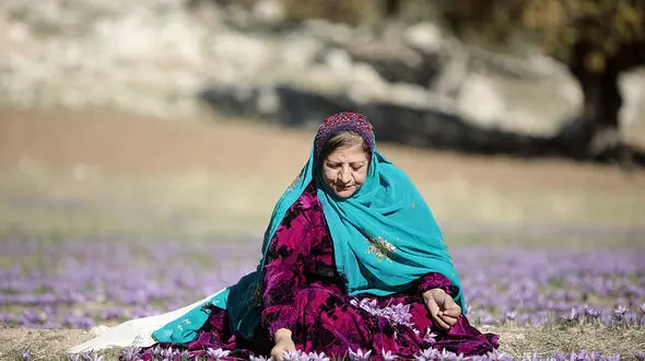 دومین جشنواره شکرانه برداشت زعفران در خوزستان برگزار شد