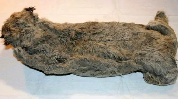 یک توله شیر با قدمت 50 هزار سال کشف شد+تصاویر