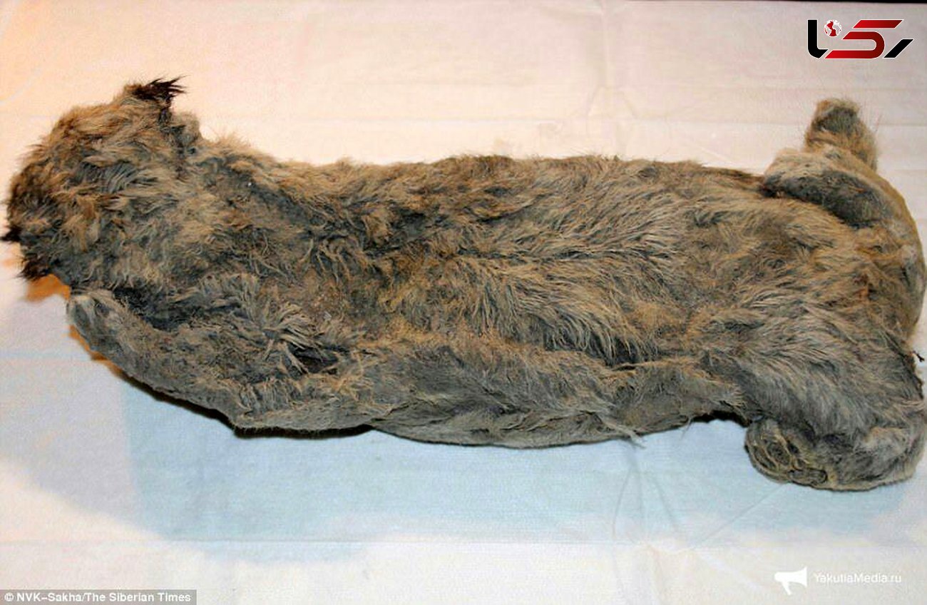 یک توله شیر با قدمت 50 هزار سال کشف شد+تصاویر