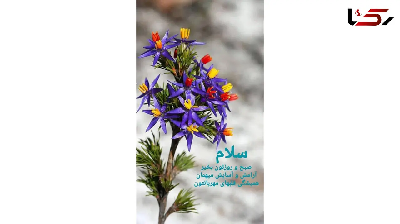 فال و طالع بینی 13 خرداد + فیلم