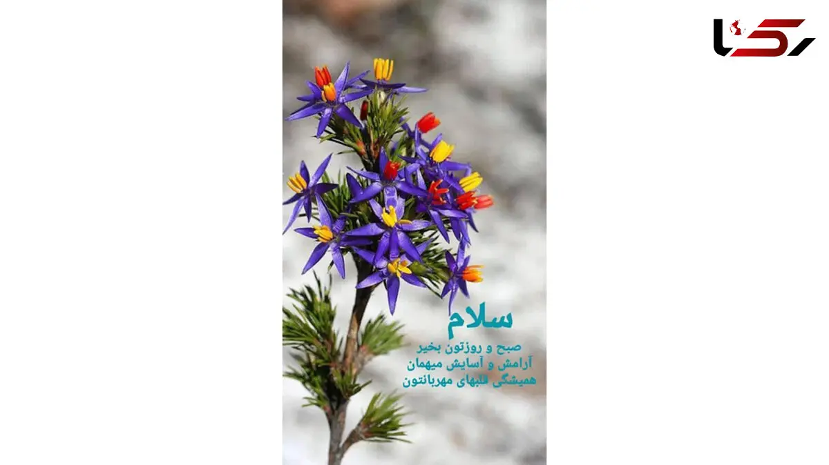 فال و طالع بینی 13 خرداد + فیلم