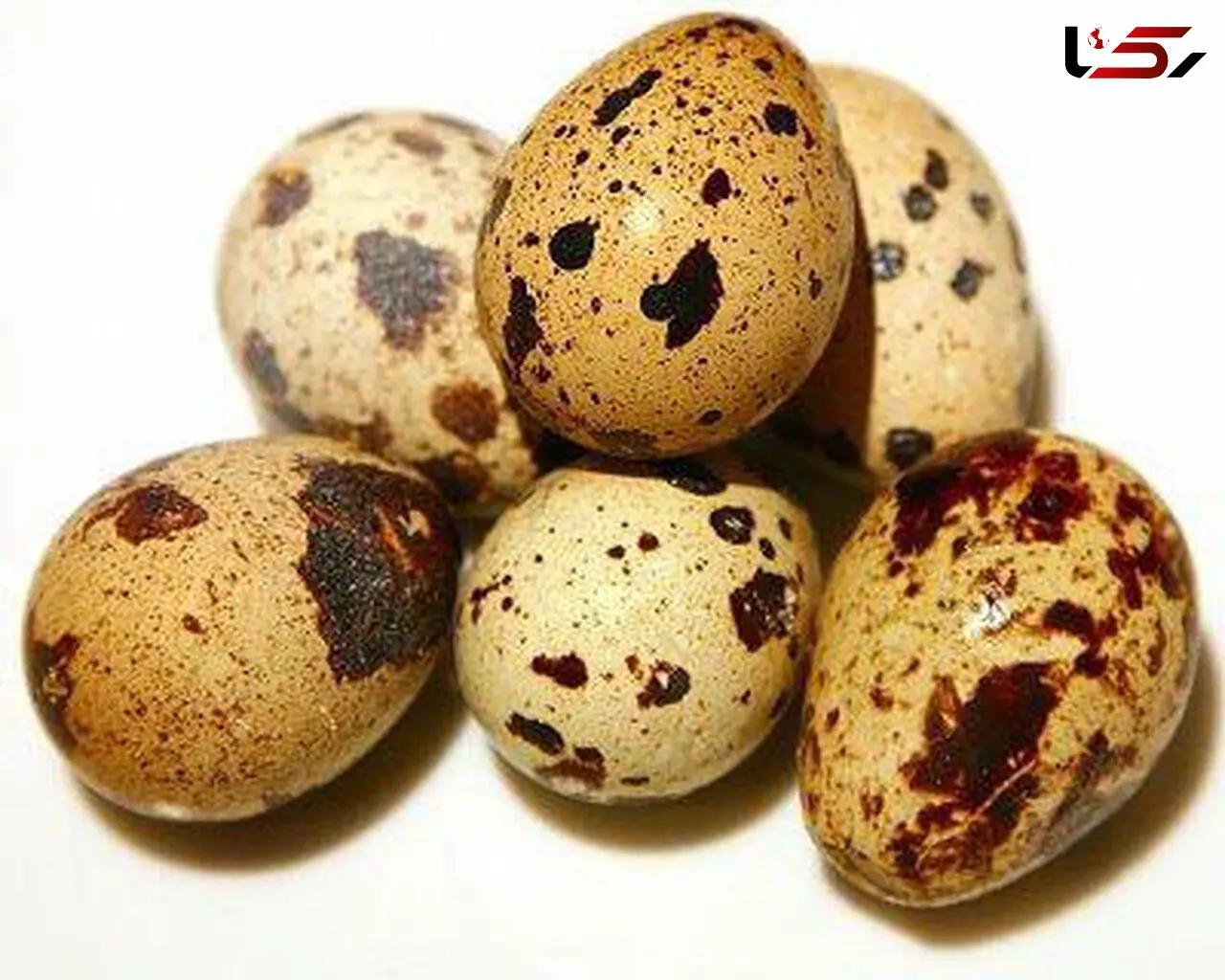 نرخ تخم بلدرچین در بازار چقدر است؟